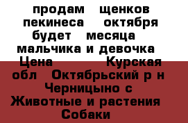 продам 3 щенков пекинеса 18 октября будет 2 месяца  2 мальчика и девочка › Цена ­ 3 000 - Курская обл., Октябрьский р-н, Черницыно с. Животные и растения » Собаки   